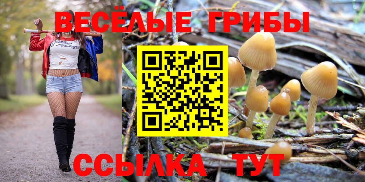 Псилоцибиновые грибы Psilocybe Вичуга